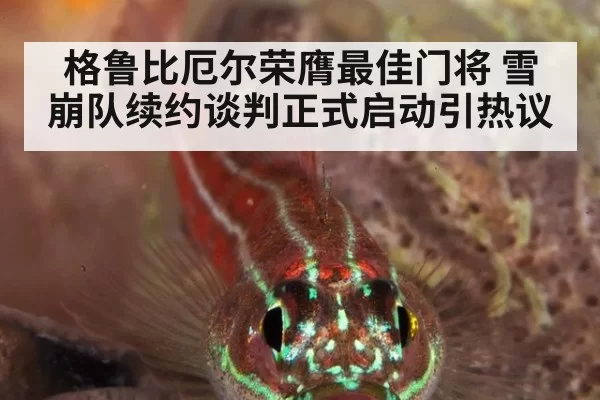 格鲁比厄尔荣膺最佳门将 雪崩队续约谈判正式启动引热议